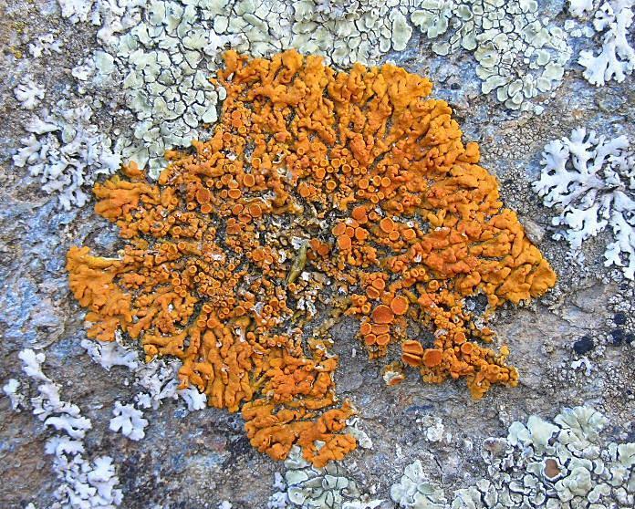 Xanthoria sp. dalla Val d'' Aosta